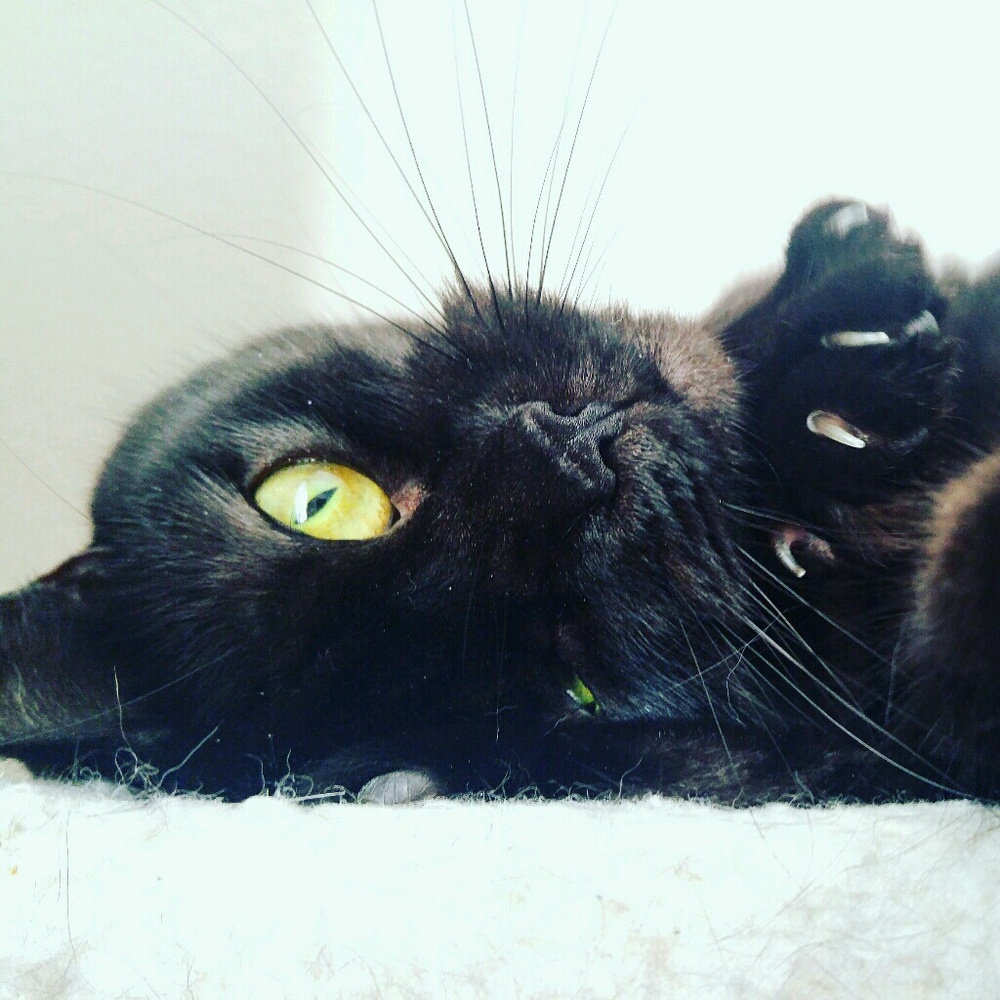 Meet your Posher, Melissa