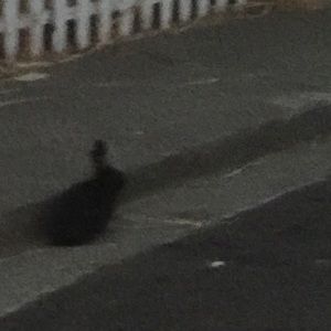 Meet your Posher, Kevin