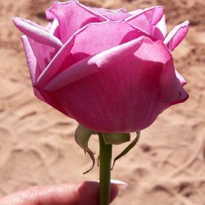 Meet your Posher, Debbie