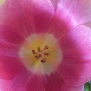 Meet your Posher, Linda