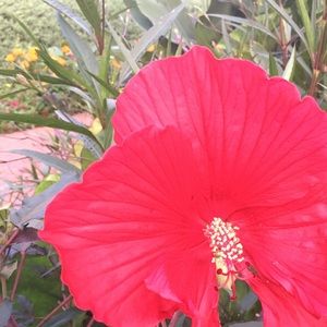 Meet your Posher, Sonora