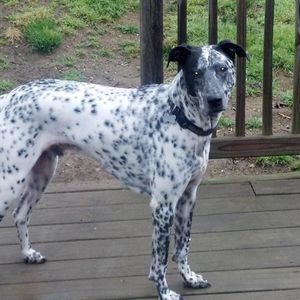 Meet your Posher, Annie