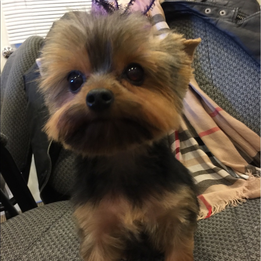 Meet your Posher, Melissa