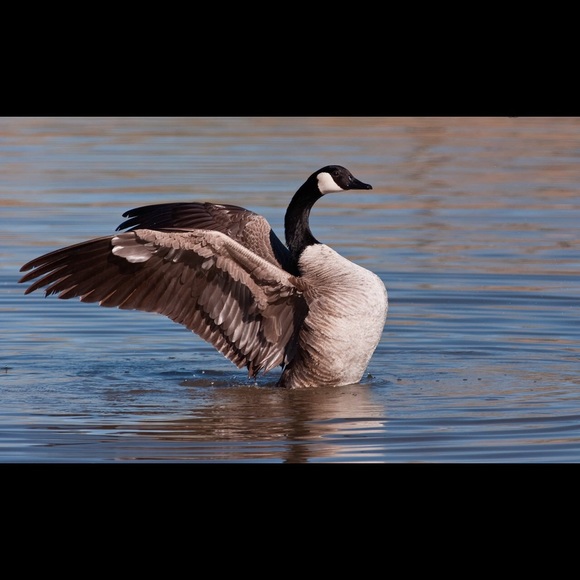 Meet your Posher, Danny - Picture 1 of 1