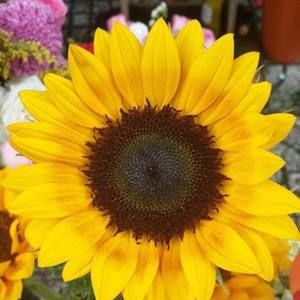 Meet your Posher, Liên