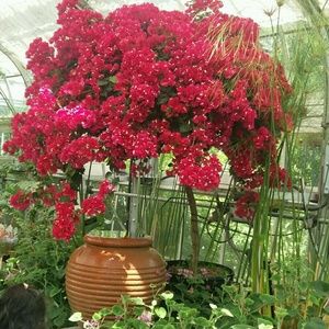 Meet your Posher, Mautin