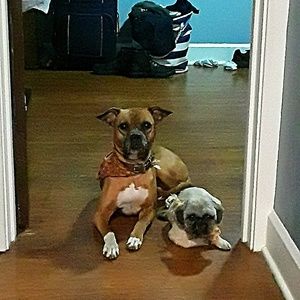 Meet your Posher, Anthony