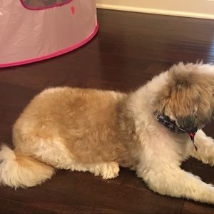 Meet your Posher, Diana