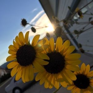 Meet your Posher, Veronica