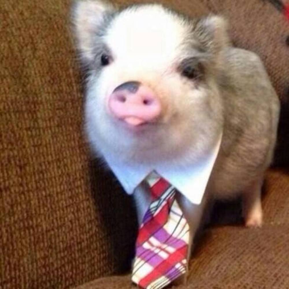 Meet your Posher, Noah