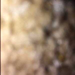 Meet your Posher, Auston