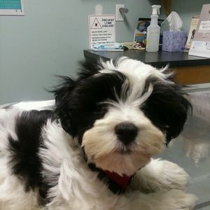 Meet your Posher, Carrie