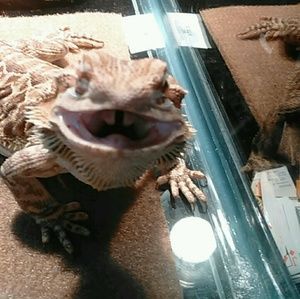 Meet your Posher, Antoine