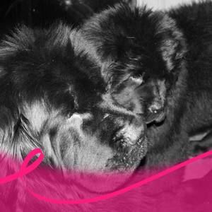 Meet your Posher, Deirdre