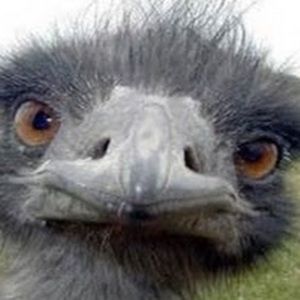 Meet your Posher, Caden