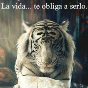 Meet your Posher, Carmen