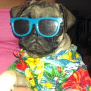 Meet your Posher, Tawn