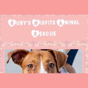 🐾 November Charity 🐾