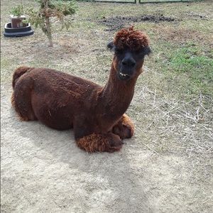 Meet your Posher, Amber