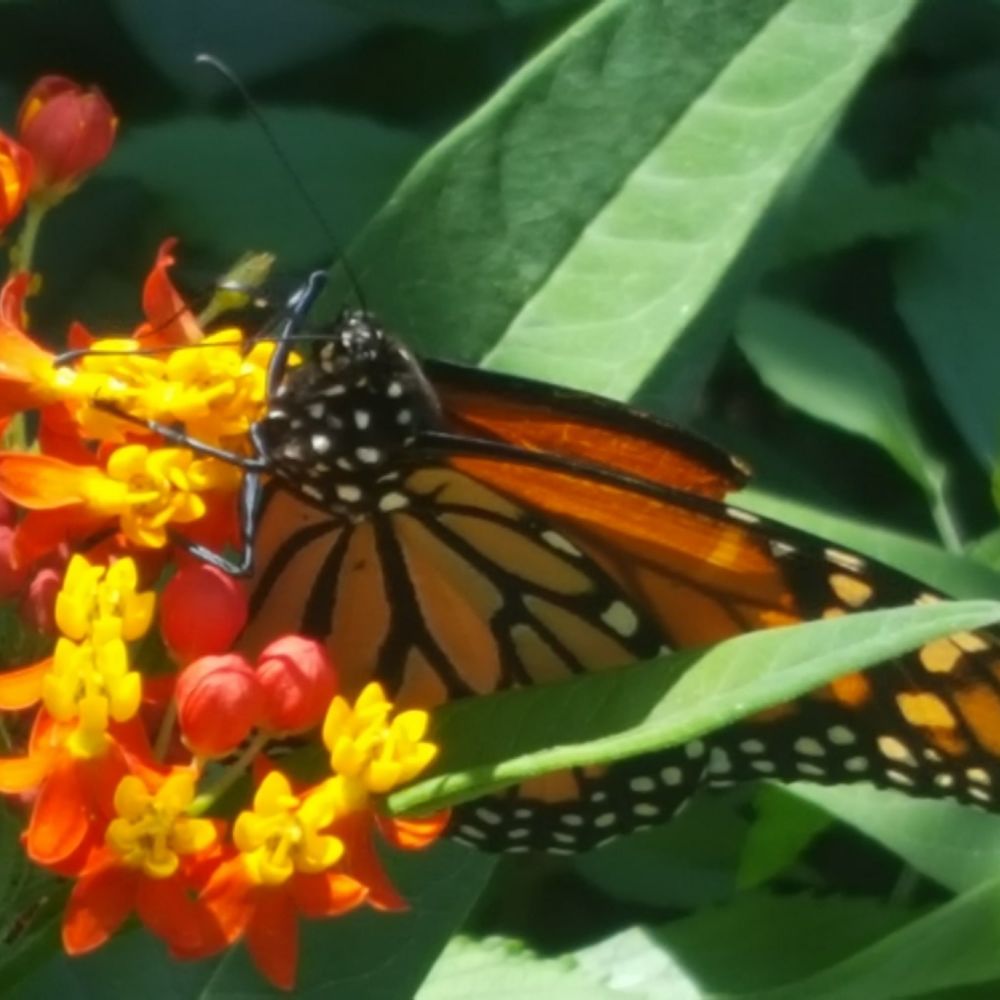 Meet your Posher, Michele