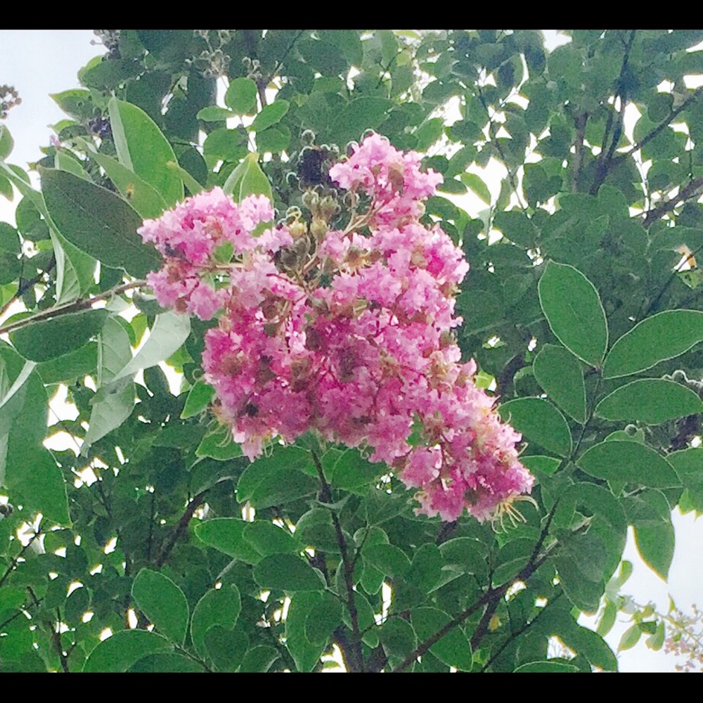 Meet your Posher, Joan