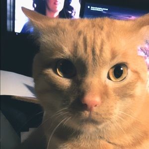 Meet your Posher, Renee