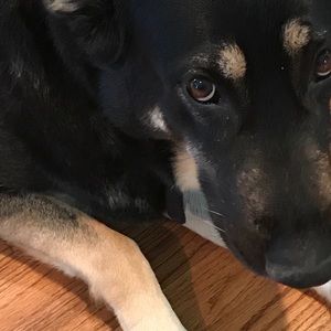 Meet your Posher, Maya