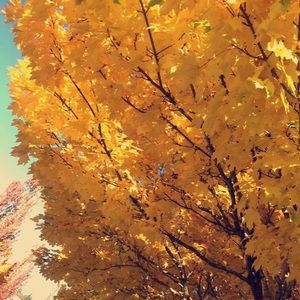 Meet your Posher, Batula