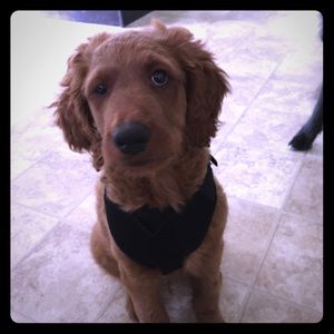 Petco puppy harness (puppy not included 😉)