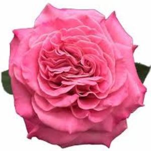 Meet your Posher, Paige