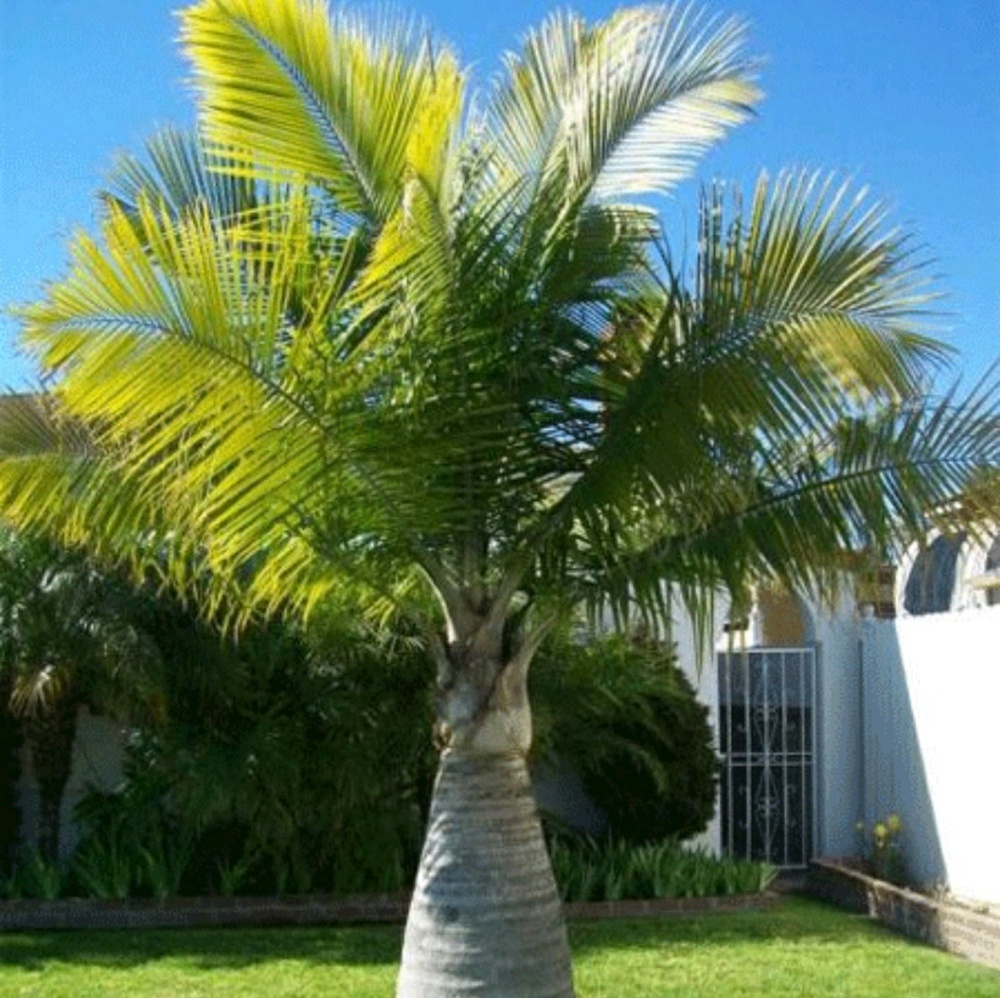 Meet your Posher, Heba