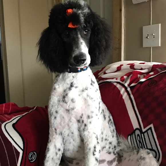 Meet your Posher, Marcy size 6, 8 - Picture 4 of 16