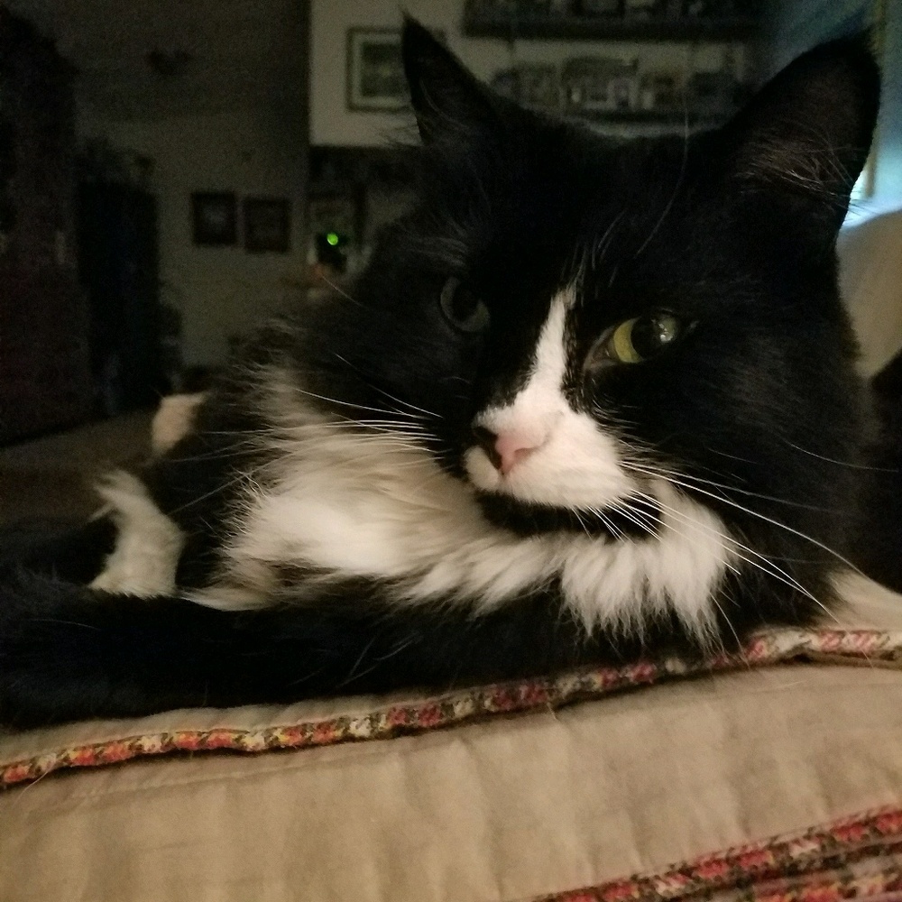 Meet your Posher, Shelley