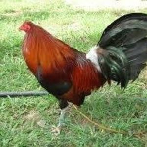 Meet your Posher, Rayo