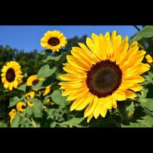 Meet your Posher, Trenycez