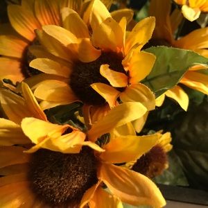 Meet your Posher, Lucy