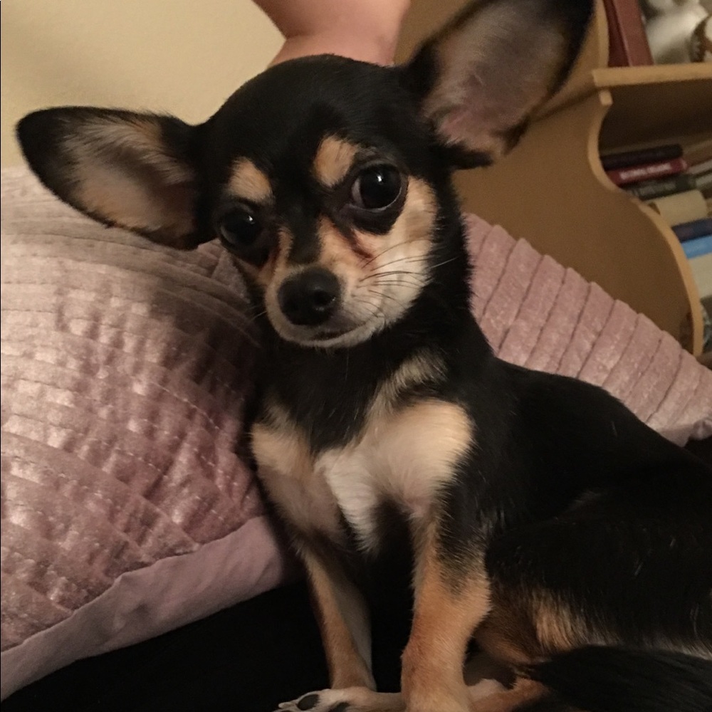 Meet your Posher, Robin