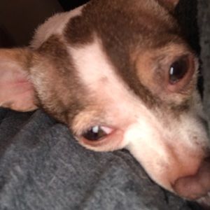 Meet your Posher, Cheryl