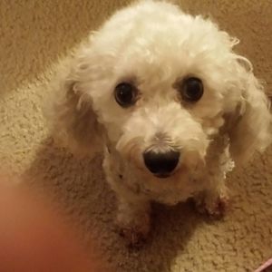 Meet your Posher, Helen