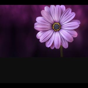 Meet your Posher, Diana