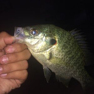 Meet your Posher, Dominic