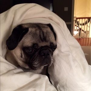 Meet your Posher, Carrie