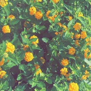 Meet your Posher, Elisha