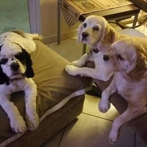 Meet your Posher, Shelly