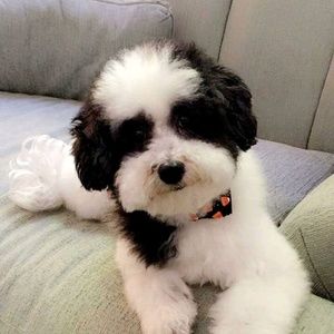 Meet your Posher, Jane