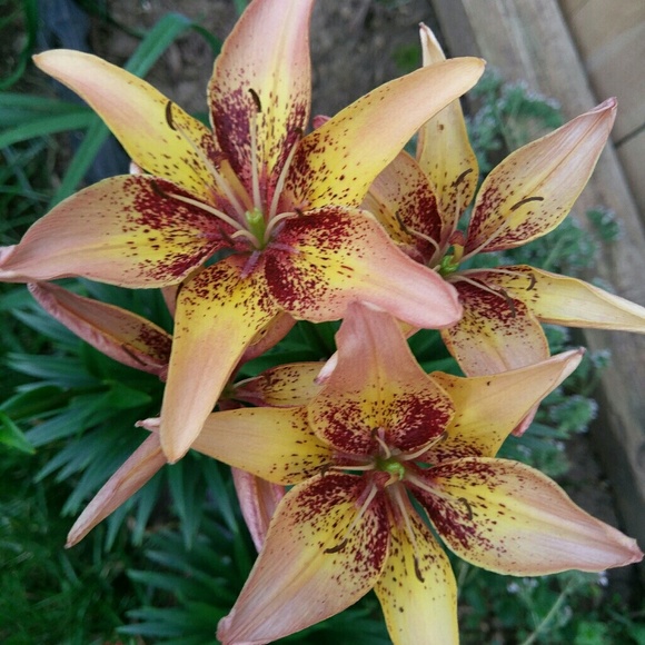 Meet your Posher, Kathleen - Picture 5 of 16