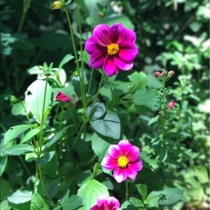 Meet your Posher, Shelly