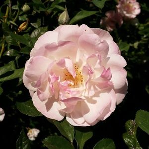 Meet your Posher, Evangelina