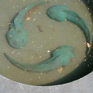 Meet your Posher, Stacey