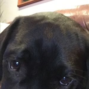 Meet your Posher, Alberr